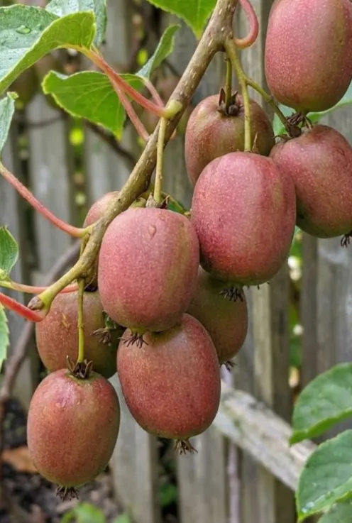 Actinidia arguta Ken's Red - Kiwibes