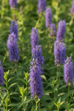 Agastache Blue Fortune - Dropplant
