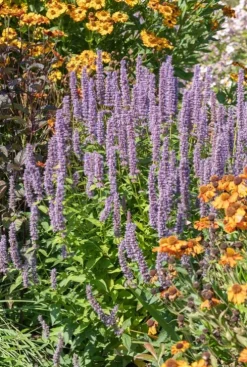 Agastache Blue Fortune - Dropplant