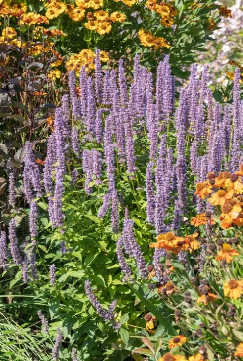Agastache Blue Fortune - Dropplant