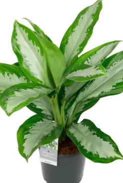 Aglaonema diamond bay - Chinese Evergreen