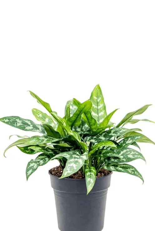 Aglaonema 'Maria' - Chinese Evergreen