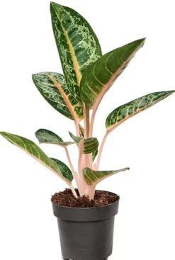 Aglaonema 'Orange Flame' - Chinese Evergreen