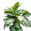Aglaonema Silver Bay - Chinese Evergreen