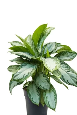 Aglaonema Silver Bay - Chinese Evergreen