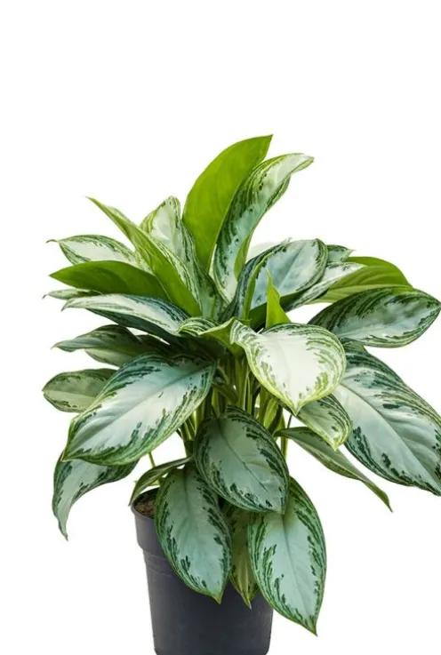 Aglaonema Silver Bay - Chinese Evergreen