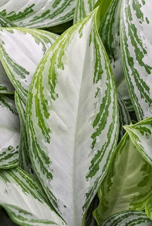 Aglaonema Silver Bay - Chinese Evergreen
