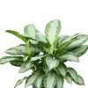 Aglaonema Silver Bay - Chinese Evergreen