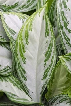 Aglaonema Silver Bay - Chinese Evergreen
