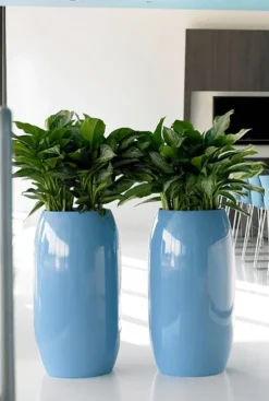 Aglaonema Silver Bay - Chinese Evergreen
