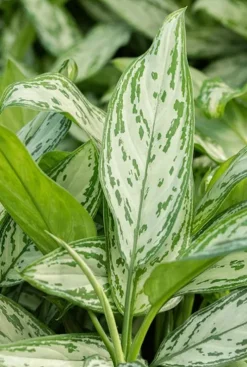 Aglaonema 'Silver Queen' - Chinese Evergreen