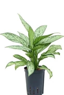 Aglaonema 'Silver Queen' - Chinese Evergreen