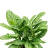 Aglaonema stripes