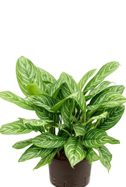 Aglaonema stripes