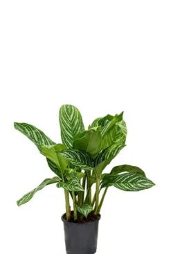 Aglaonema stripes - Chinese Evergreen