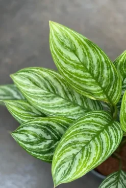Aglaonema stripes - Chinese Evergreen