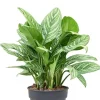 Aglaonema 'Stripes' - Chinese Evergreen