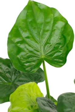 Alocasia cucullata - Olifantsoor