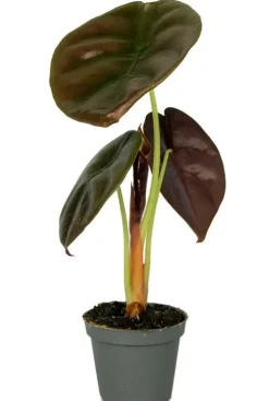 Alocasia Cuprea Red (Red Secret) - Stekje