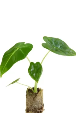 Alocasia Frydek - Stekje