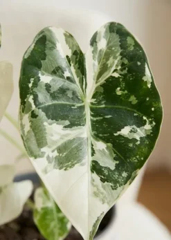 Alocasia Frydek Variegata 6 cm