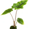 Alocasia Jacklyn - Stekje