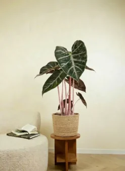 Alocasia Pink Dragon - Olifantsoor