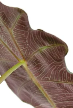 Alocasia polly - Skeletplant