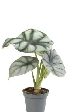Alocasia Silver Dragon - Stekje