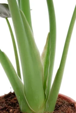 Alocasia Wentii - Olifantsoor