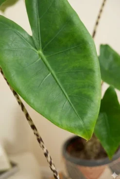 Alocasia zebrina