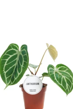 Anthurium Crystallinum