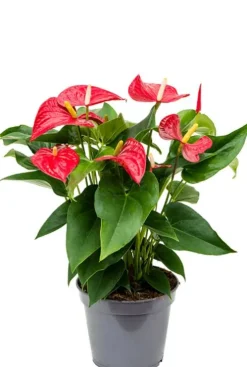 Anthurium rode bloem - Flamingoplant