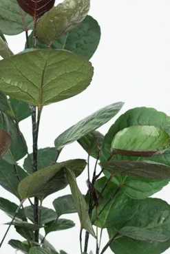 Aralia Fabian - Polyscias