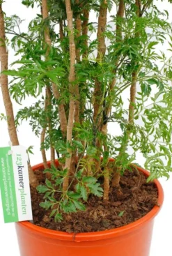 Aralia Ming - Polyscias