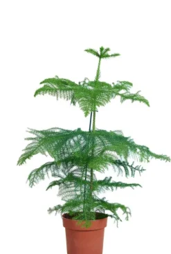 Araucaria Heterophylla - Kamerden