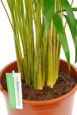 Areca - Goudpalm
