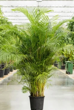 Areca - Goudpalm