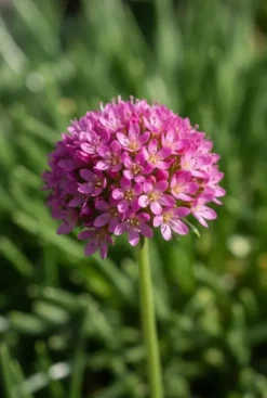 Armeria maritima Abbey Deep Rose - Zeekraalplant