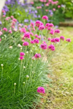 Armeria maritima Abbey Deep Rose - Zeekraalplant