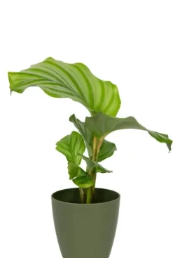 Artevasi San Remo Pot - groen