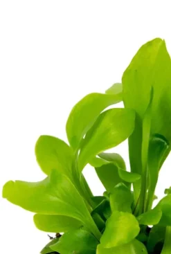 Asplenium Nidus - Stekje