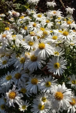 Aster dumosus Apollo - Herfstaster