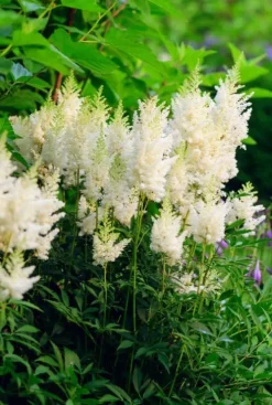 Astilbe arendsii Astary White - Pluimspirea