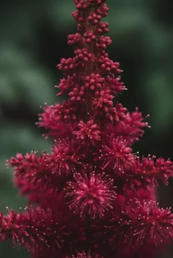 Astilbe arendsii Fanal - Pluimspirea