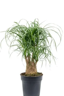 Beaucarnea Recurvata - Olifantenpoot