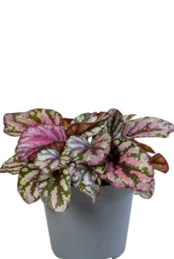 Begonia Rex Hugh McLauchlan - Stekje