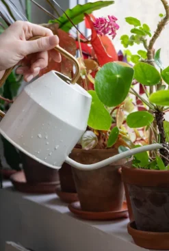 Biologische bestrijding rouwvliegjes