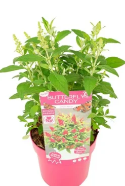 Buddleja Butterfly Candy 'Little Ruby' - Vlinderstruik