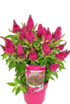 Buddleja Butterfly Candy 'Little Ruby' - Vlinderstruik
